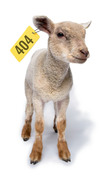 mouton-404